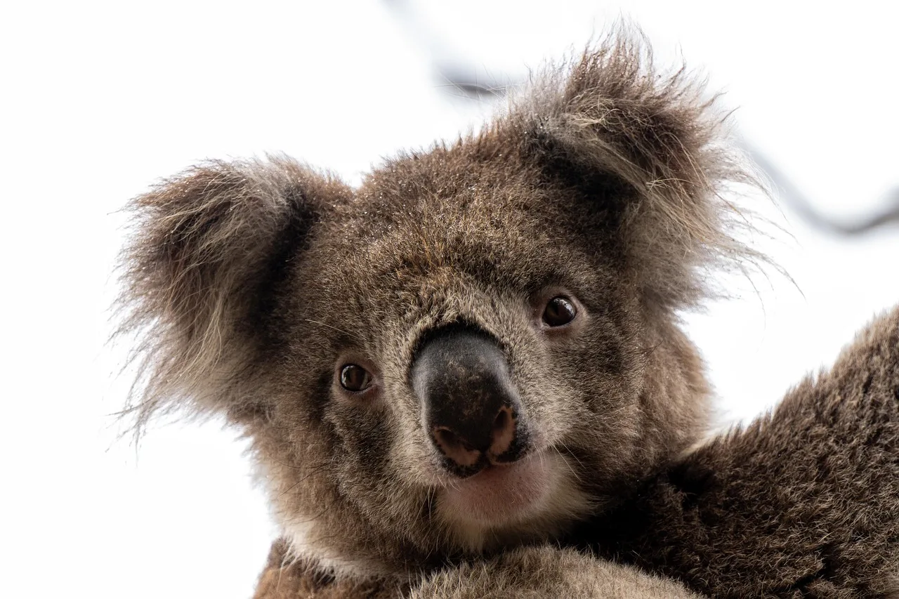 koala, koala bear, kangaroo island, marsupial, furry, wildlife, mammal, animal, nature, fauna, wilderness, south australia, brown, australia, australian animal