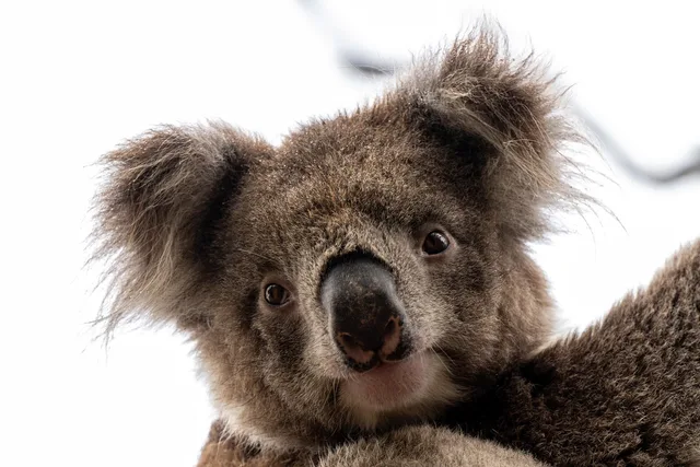 koala, koala bear, kangaroo island, marsupial, furry, wildlife, mammal, animal, nature, fauna, wilderness, south australia, brown, australia, australian animal. Reaching Australian audiences as a creator